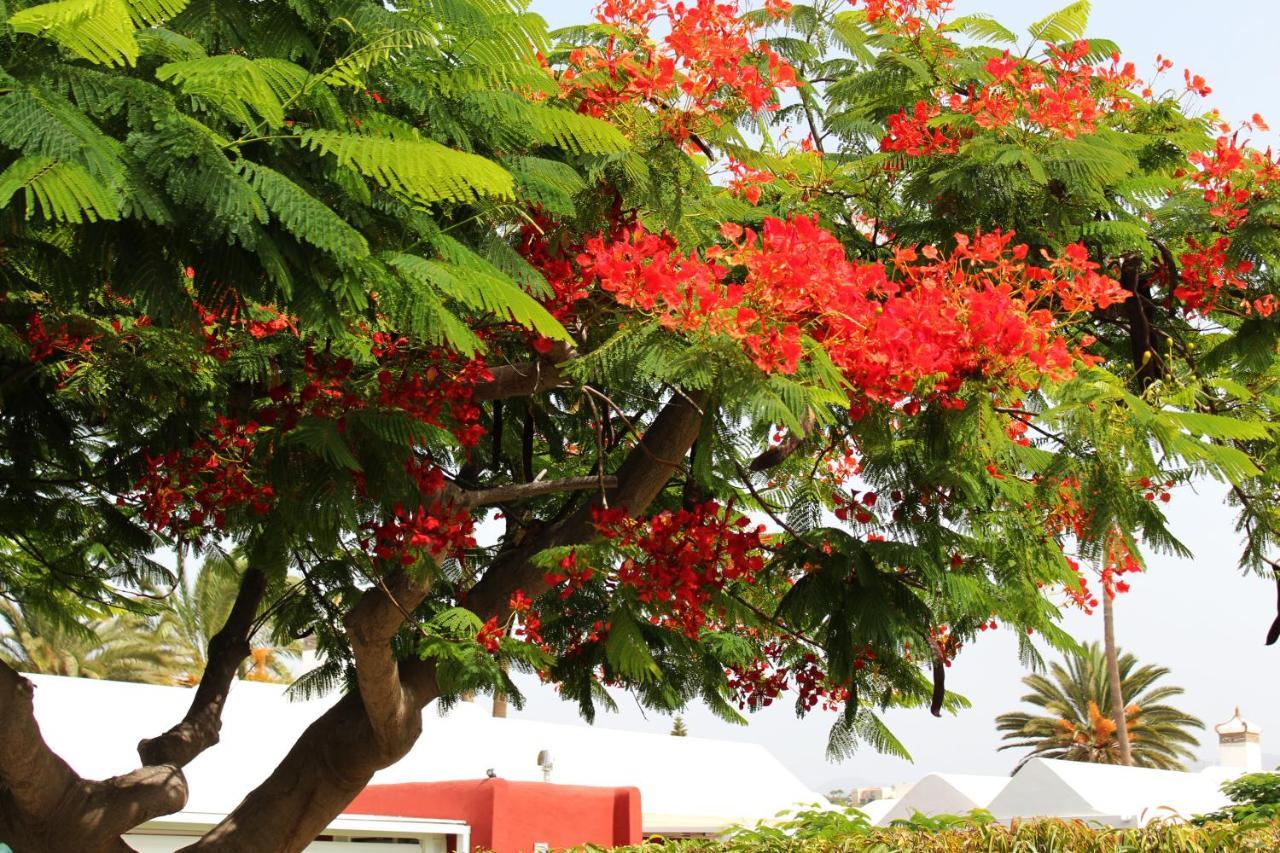Albaricoques Vivac Bungalow San Bartolomé 외부 사진
